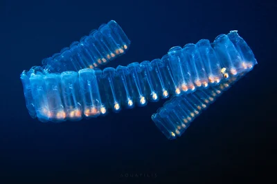 Chain Salp
