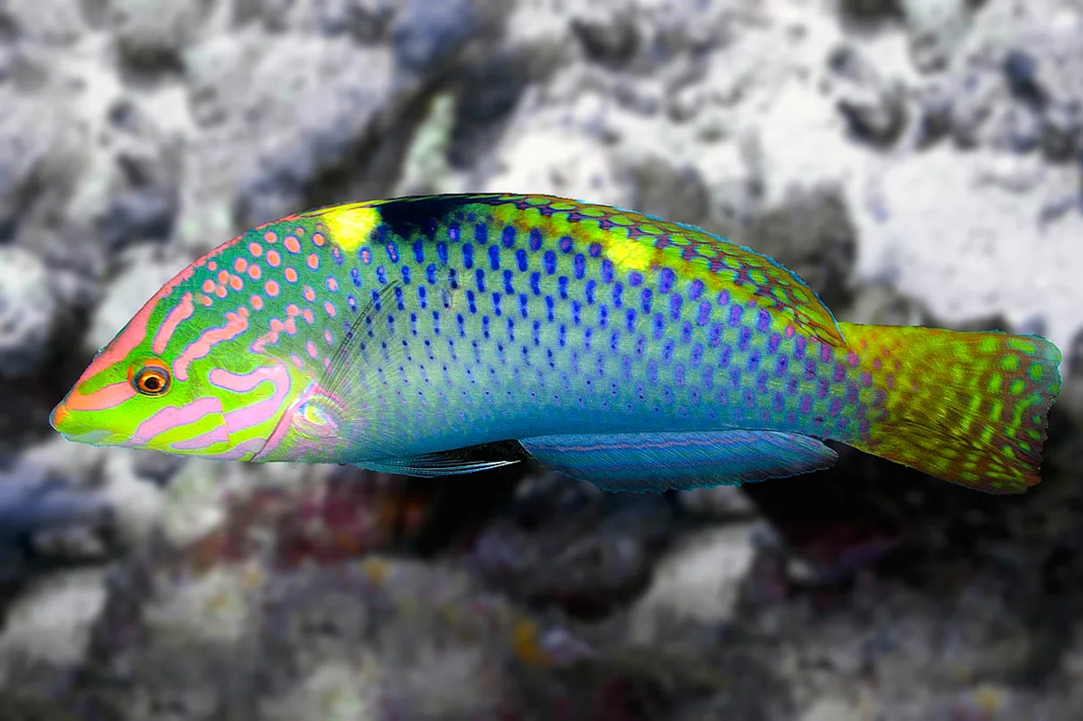 Checkerboard Wrasse