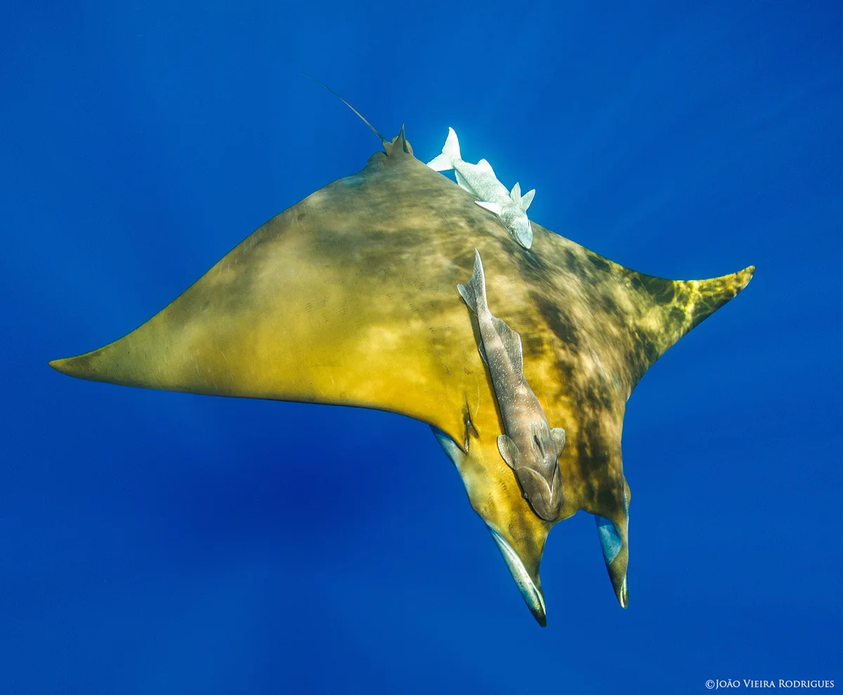 Chilean Devil Ray