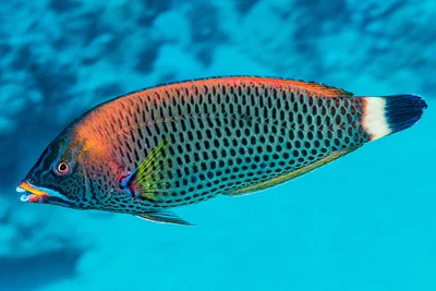 Chiseltooth Wrasse