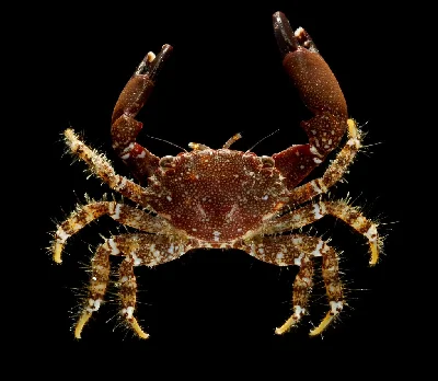 Chlorodiella cytherea