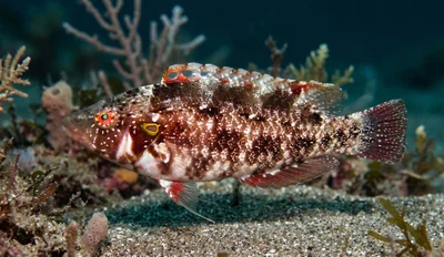 Clark’s Wrasse