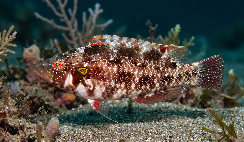 Clark’s Wrasse (Pteragogus clarkae) - a Red Sea endemic species