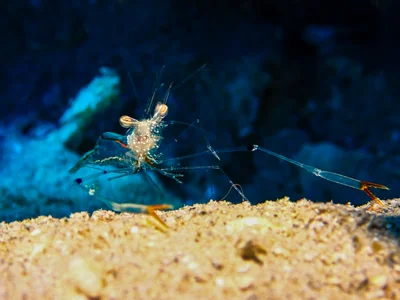 Clear Cleaner Shrimp