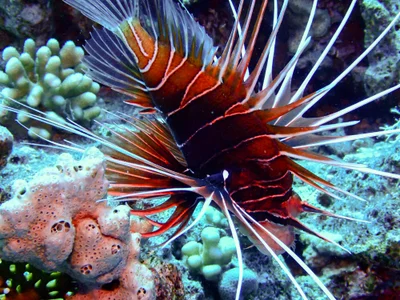 Clearfin Lionfish