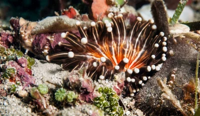 Clubtip Anemone