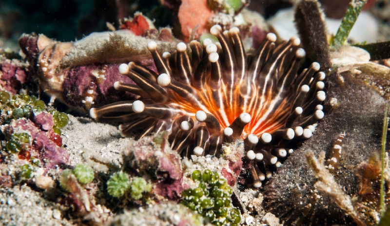 Clubtip Anemone (Telmatactis sipunculoides) - dangerous marine animal in the Red Sea