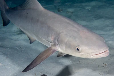 Cobia (Black Kingfish)