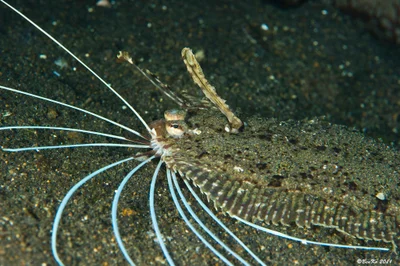 Cockatoo Flounder