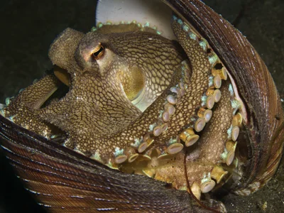 Coconut Octopus