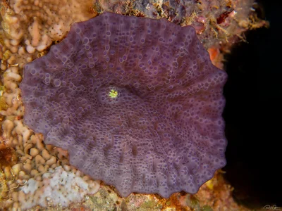 Coin Mushroom Coral