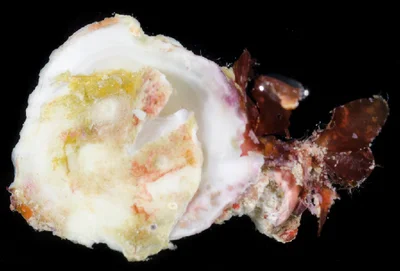 Coin Oyster