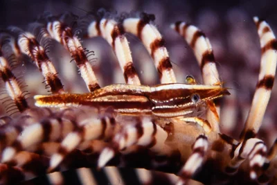 Comanthus Crinoid Shrimp