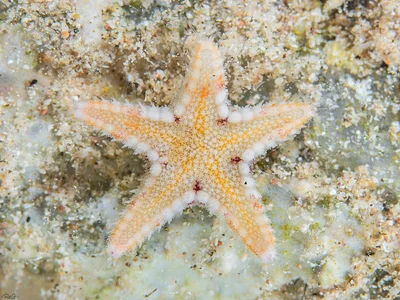 Comb Sea Star