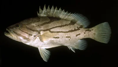 Comet Grouper