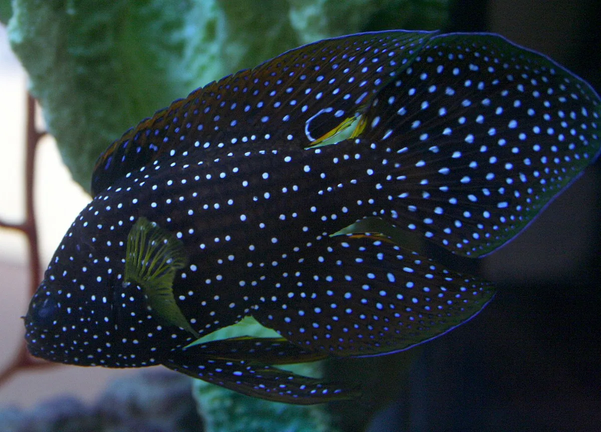Comet Longfin