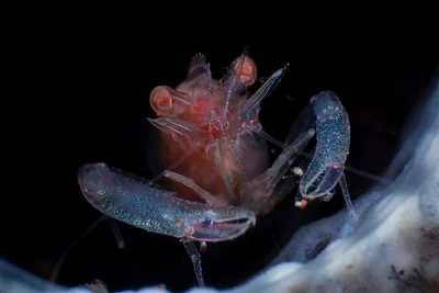 Commensal Sponge Shrimp