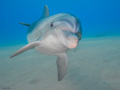 Common Bottlenose Dolphin
