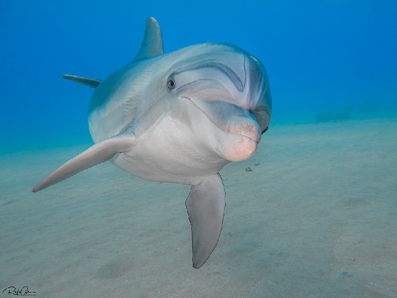 Common Bottlenose Dolphin