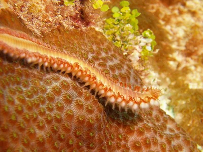 Common Fireworm