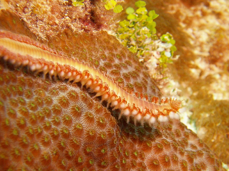 Common Fireworm (Eurythoe complanata) - dangerous marine animal in the Red Sea