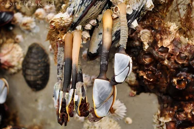 Common Goose Barnacle