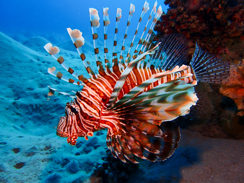 Lionfish: Native Beauties of the Red Sea, Invasive Nightmares in the Caribbean