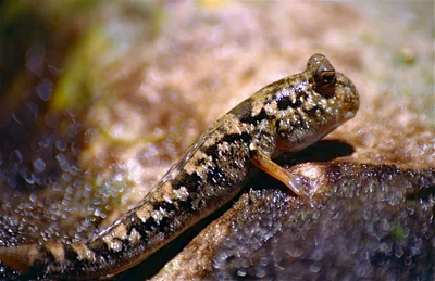 Common Mudskipper