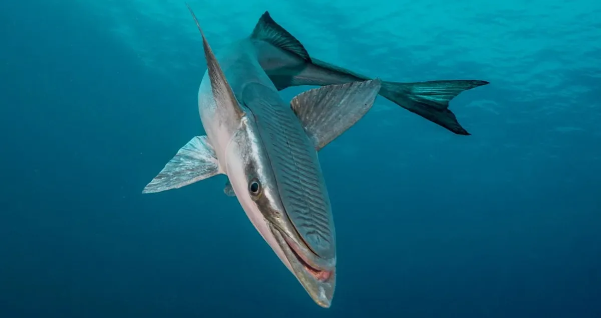 Common Remora