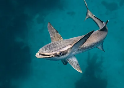 Common Remora