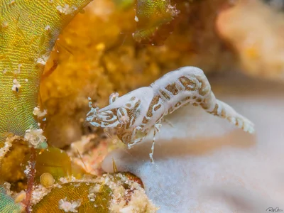 Common Xenia Coral Shrimp