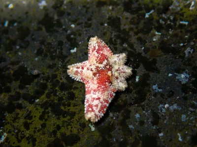 Conand's Sea Star