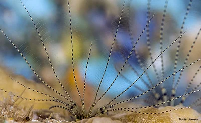 Coral Barnacle