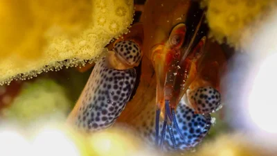 Coral Snapping Shrimp