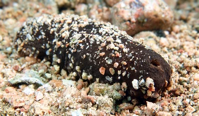 Cousteau's Sea Cucumber