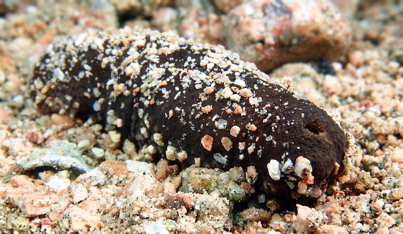Cousteau's Sea Cucumber (Bohadschia cousteaui) - dangerous marine animal in the Red Sea