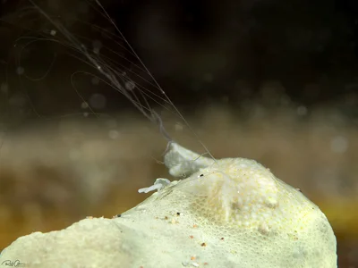 Creeping Comb Jelly