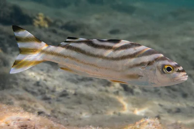 Crescent Grunter