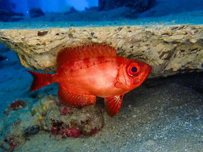 Crescent-tail Bigeye