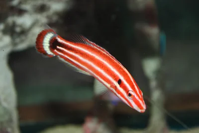 Crescent-tail Hogfish