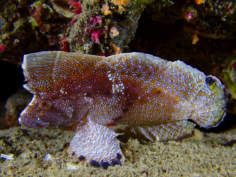 Crested Velvetfish (Ptarmus gallus) - a Red Sea endemic species
