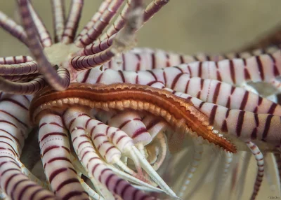 Crinoid Scale Worm
