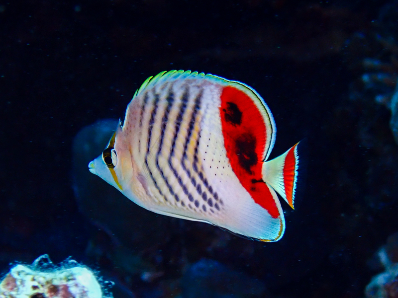 Crown Butterflyfish (Chaetodon paucifasciatus) - a Red Sea endemic species