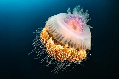 Crowned Jellyfish