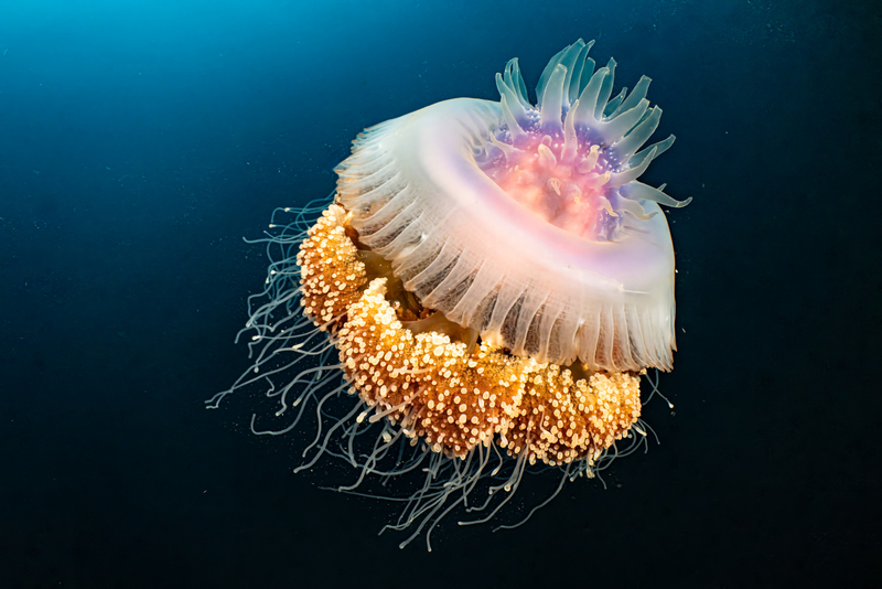 Crowned Jellyfish (Cephea cephea) - dangerous marine animal in the Red Sea