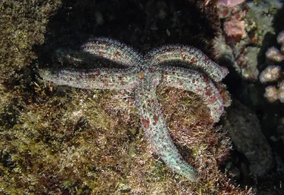 Cylindrical Sea Star