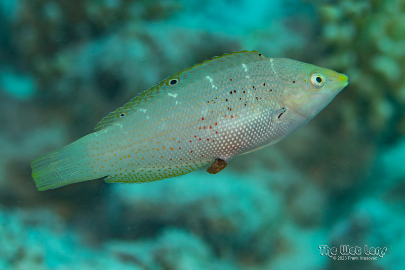 Dapple Coris (Coris variegata) - a Red Sea endemic species
