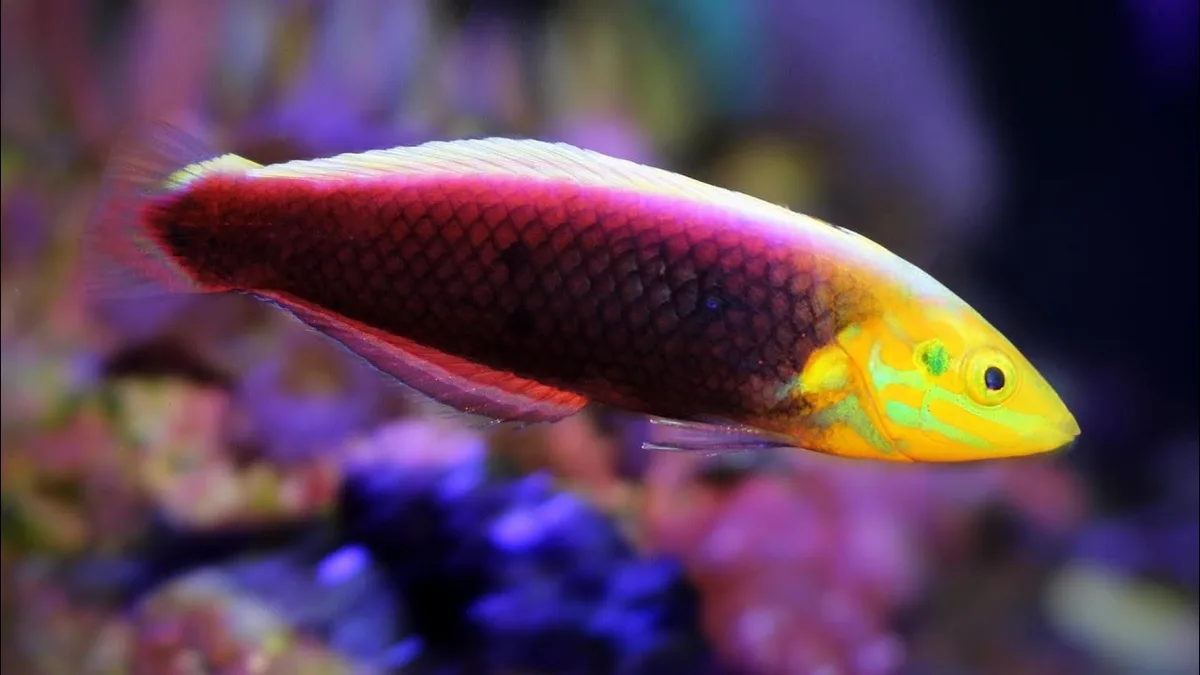 Dark Side Wrasse