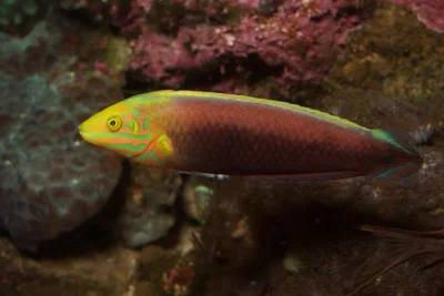 Dark Side Wrasse