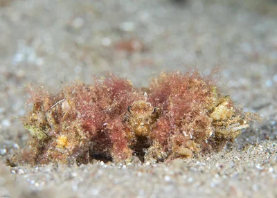 Decorator Spider Crab